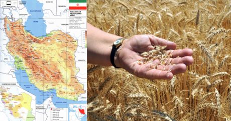Иран свел уровень импорта пшеницы до нулевого уровня