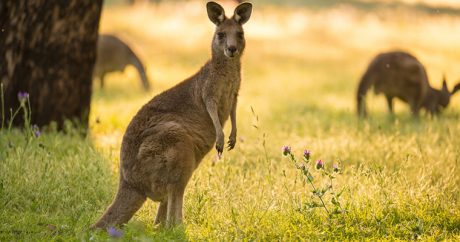 В австралийском парке кенгуру напал на женщину