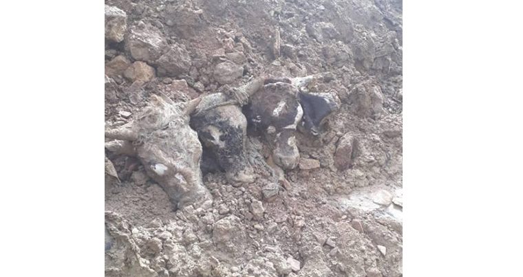 В бакинской канализации обнаружены головы крупного рогатого скота — ВИДЕО