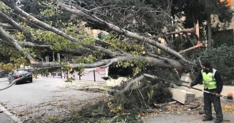 Сильный ветер повалил в Баку около 80 деревьев — ФОТО