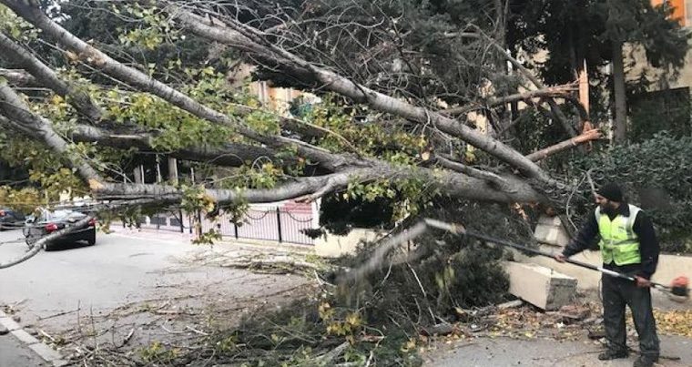 Сильный ветер повалил в Баку около 80 деревьев — ФОТО