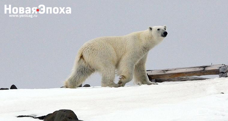 Около 20 белых медведей окружили село на Чукотке