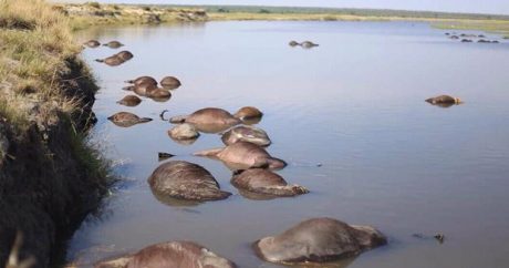 В Ботсване буйволы спасались от львов и утонули в реке