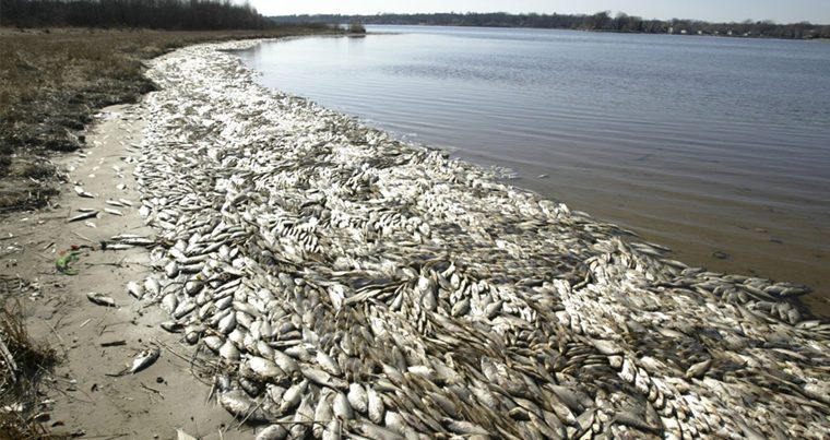 На берегах Евфрата зафиксирована массовая гибель рыбы