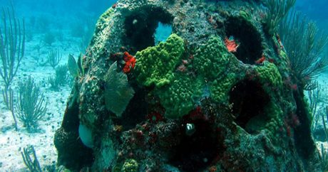 У побережья турецкого Чанаккале разместили 1 570 искусственных рифов