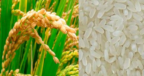 2018 году Казахстан экспортировал 68,7 тыс. тонн риса