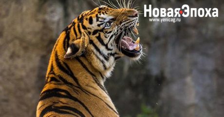 В Индии забили до смерти тигрицу, напавшую на человека