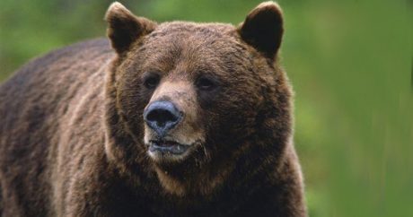 Расследуется факт охоты на бурого медведя, занесенного в Красную книгу