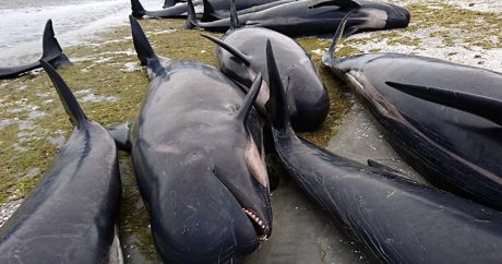 Более сотни дельфинов выбросились на берег