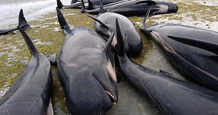 Более сотни дельфинов выбросились на берег — ВИДЕО