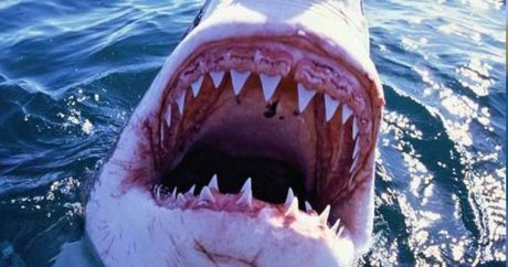 Акула укусила подводного охотника за голову — ВИДЕО