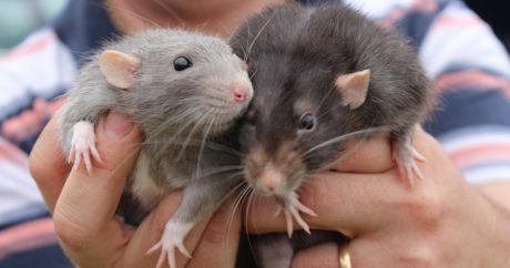 Крысы способны заражать человека гепатитом Е — Исследование