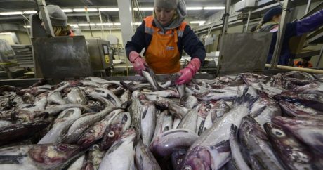 Растет объем экспорта рыбы из Украины в Азербайджан