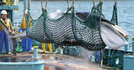 Япония впервые за 30 лет возобновит коммерческий промысел китов — Фото