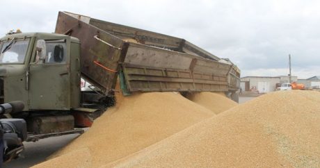 Казахстан увеличил экспорт пшеницы почти на 50%