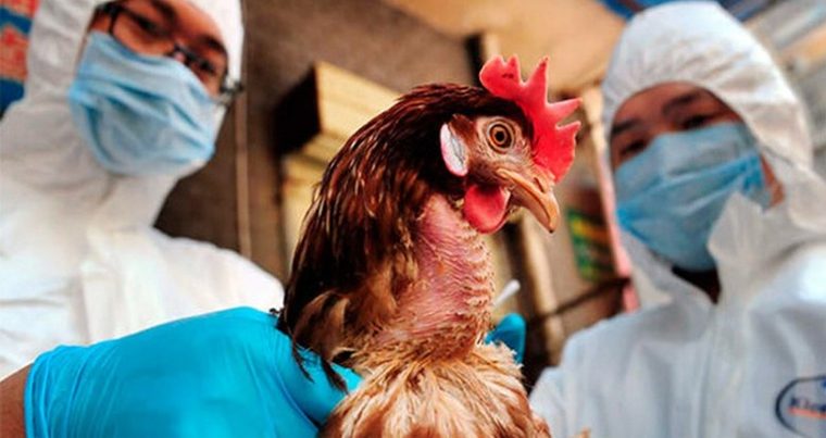 Азербайджан запретил ввоз курятины из ряда иранских провинций