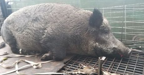 Жителей Флориды напугала огромная свинья — Фото