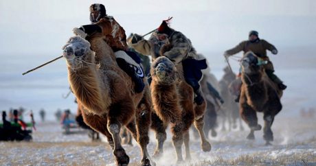 Во Внутренней Монголии начался фестиваль «Верблюды в пустыне» — Фото