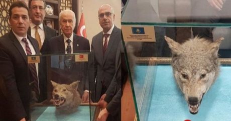 Турецкому оппозиционному политику подарили голову волка