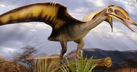В Британии нашли новый вид динозавра