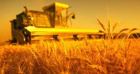 В Украине в 2018 году собрали рекордный урожай