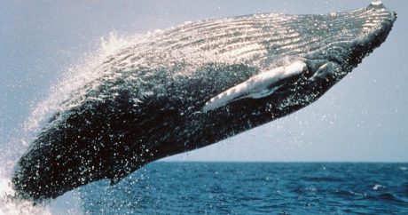 Таинственная находка: посреди бразильского леса обнаружили тушу кита