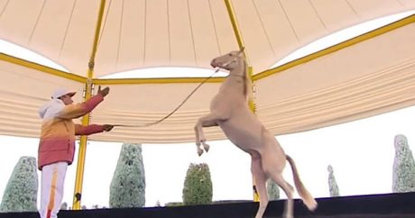 Президент Туркменистана подарил своего коня цирку