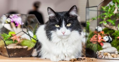 Зоозащитники предложили создать первый в России отдельный приют для кошек