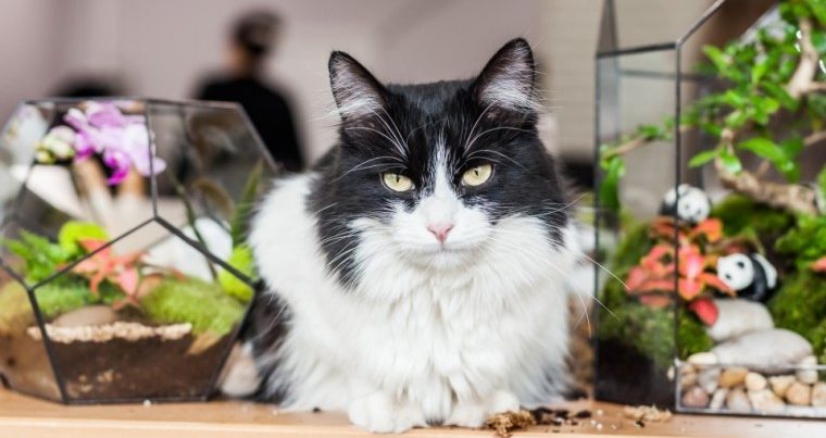 Зоозащитники предложили создать первый в России отдельный приют для кошек