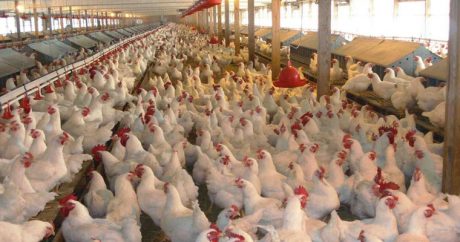 В Азербайджане проводится мониторинг в связи с “птичьим гриппом”