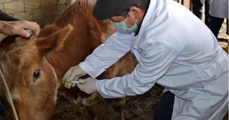 В Азербайджане проводится массовая вакцинация скота