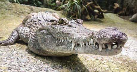 В Малайзии крокодил съел человека заживо