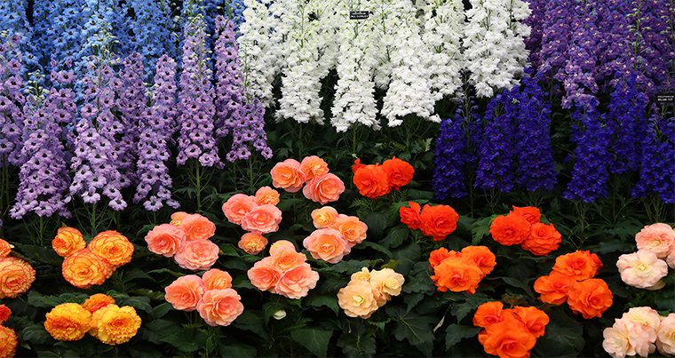 Азербайджан примет участие на международной выставке «FLOWERS&GARDEN EXPO UZBEKISTAN»