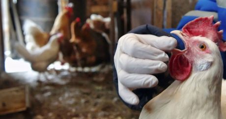 Обнародованы результаты мониторинга по «птичьему гриппу» в Азербайджане