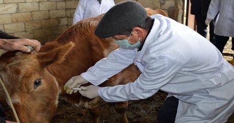 В Азербайджане проводится вакцинация животных