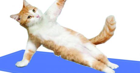 Нью-йоркцы записываются на йогу к кошкам