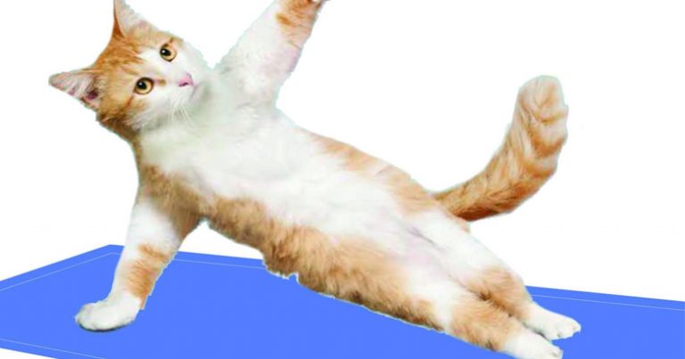 Нью-йоркцы записываются на йогу к кошкам
