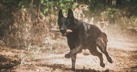 Собаки в Бразилии поступили на медицинскую службу