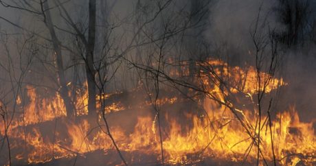 В ЕАО горят леса