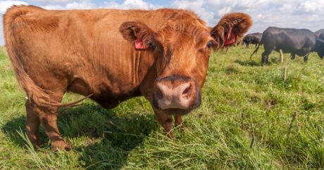 В Австрии появится кодекс поведения при встрече с коровами
