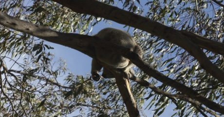 Самая упрямая: коала залезла в машину австралийца и не дала себя выгнать