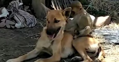 В Индии собака «усыновила» осиротевшую обезьянку