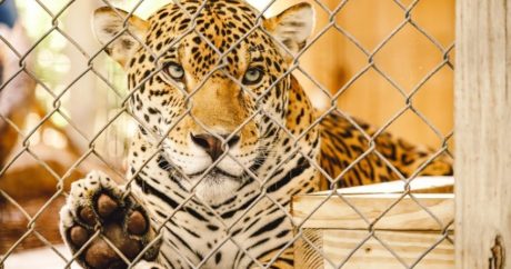 Ягуар в зоопарке напал на посетительницу