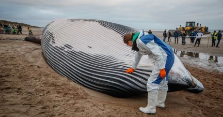 Пакеты и мешки: в желудке мертвого кита нашли 40 кг пластикового мусора