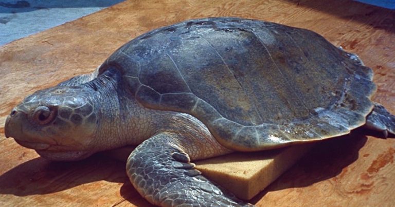 В Новой Зеландии обнаружили мертвую 200-килограммовую черепаху