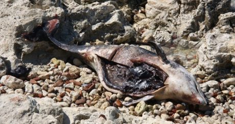Во Франции зафиксирована массовая смерть дельфинов на побережье