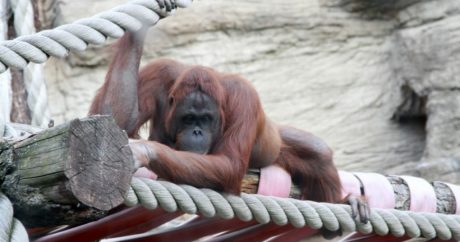 Самку орангутана расстреляли из пневматики в Индонезии – она выжила