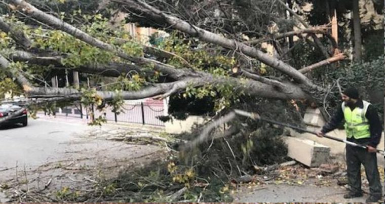 Сильный северный ветер повалил деревья в Баку