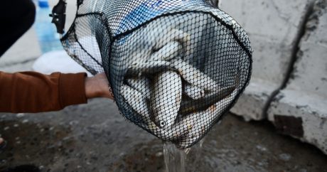 Азербайджан импортировал из Украины 51 тонну рыбы