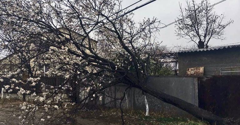 В Тбилиси бушует сильный ветер, без последствий не обошлось